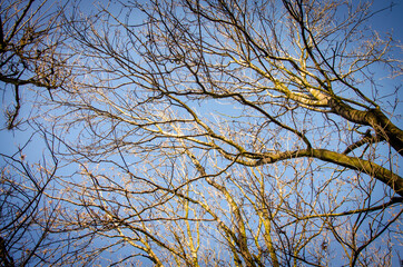 Branches of trees background against blue sky