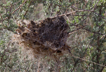 Vogelnest in Namibia