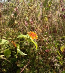 Flower West Indian Lantana