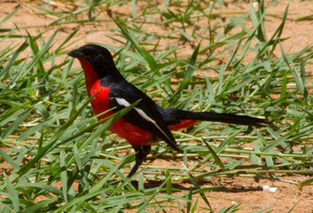 Rotbauchwürger in Namibia