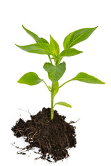 top view of bell pepper seedling with stem, leaves, roots and soil isolated on white background