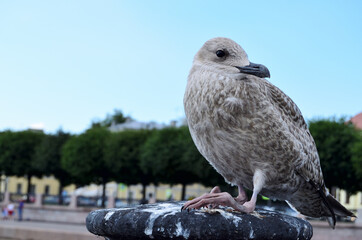 Seagull close-up against the background of the trees of the city. High quality photo