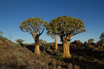 Köcherbaum Wald in Namibia