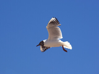 Mouette rieuse en vol dans un beau ciel bleu