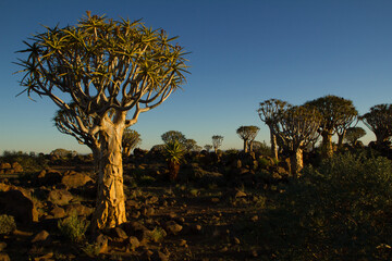 Köcherbaum Wald in Namibia