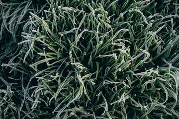 natural background, beautifully covered with frost grass and plants