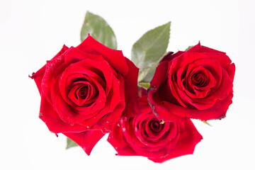 Red roses, seen from above, on a white background
