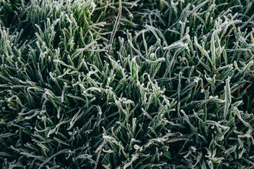 natural background, beautifully covered with frost grass and plants
