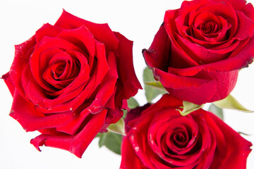 Red roses, seen from above, on a white background