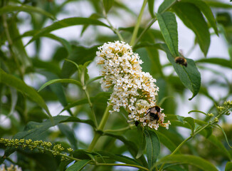 bumble bee feeds whilst another flys away from a buddleja buddleia bush with white flowers