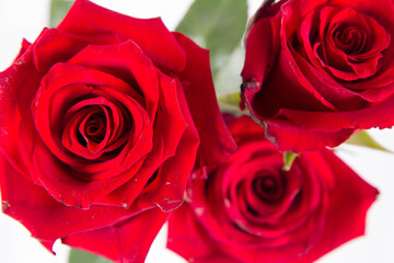 Red roses, seen from above, on a white background