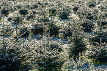 Caucasian fir trees (Nordmann fir) with hoarfrost in a Christmas tree nursery in backlight. Small conifer trees grow to be sold in winter season.