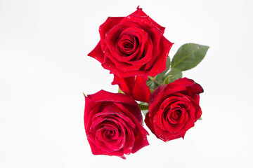 Red roRed roses, seen from above, covered with drops of water, on a white background
