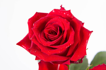 Red rose, covered with drops of water, on a white background	
