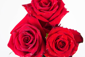 Red roses, seen from above, covered with drops of water, on a white background