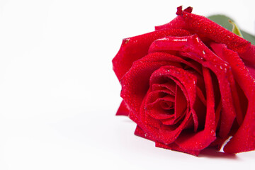 Red rose, covered with drops of water, on a white background