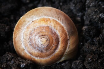 Snail shell on ground level macro photo