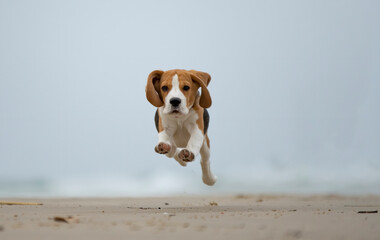 Cute Beagle  puppy running by the sea. Beagle puppy in motion 