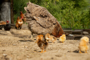 Closeup of a mother chicken with its baby chicks on the farm. Hen with baby chickens