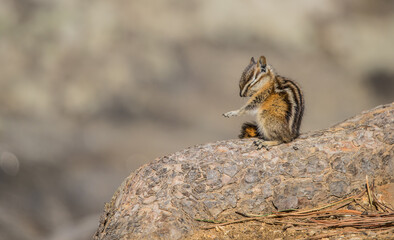 chipmunk on rock cleaning