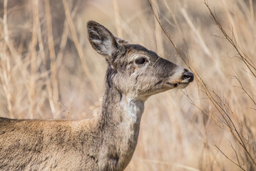 young deer profile in wild