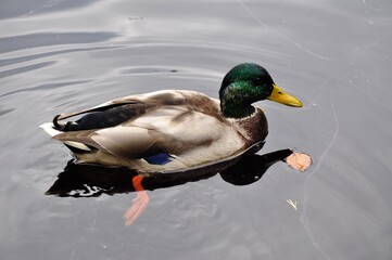 duck drake in pond lake river puddle. Paws flippers feet under water Autumn leaf