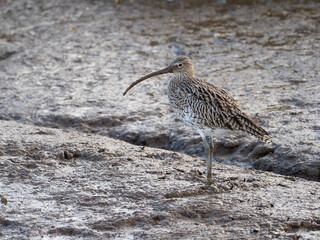 Curlew, Numenius arquata