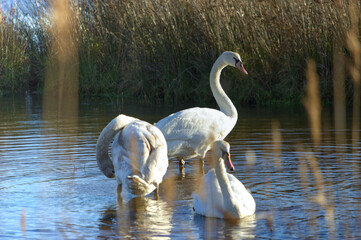 Trio de Cygnes dans un marais &agrave; Sarzeau dans le Morbihan en Bretagne