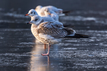 Gulls in a winter day, standing on frozen surface of the river. Sunny morning on a cold winter day. Thin ice on the river.