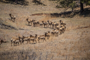 herd of elk on mountains 