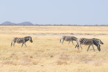 Obraz na płótnie Canvas Zebras grazing in the bush, african savannah. Wildlife Safari, Etosha National Park, wildlife reserves, Namibia, Africa.