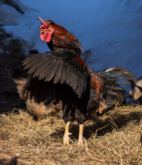 range chicken in the farm, portrait of a rooster
