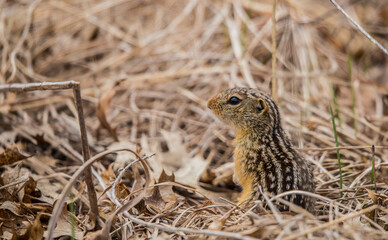 spotted ground squirrel in grass