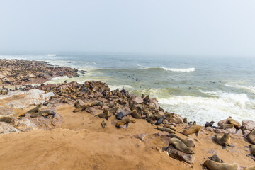 Fototapeta na wymiar The seal colony at Cape Cross, on the atlantic coastline of Namibia, Africa. Expansive view on the beach, the rough ocean and the foggy sky.