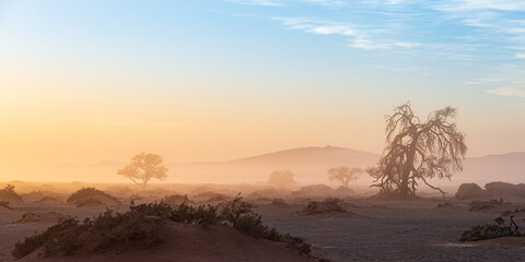 Sossusvlei, Namibia. Acacia tree and sand dunes in morning light, mist and fog. Namib desert,...