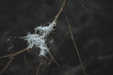 Schneekristalle