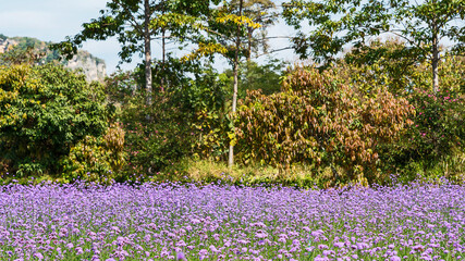 Blooming Verbena field is a purple flower, The meaning of this flower is the happiness of everyone...