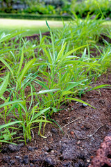 Morning glory garden - Krabi - Thailand