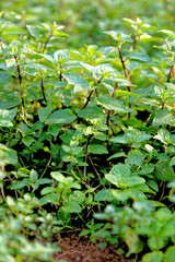Peppermint growing in the vegetable garden - Krabi - Thailand