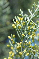 Blue Arizona Cypress