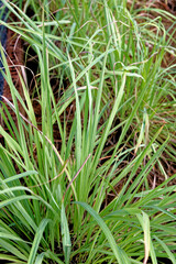 Lemongrass fresh garden in Thailand