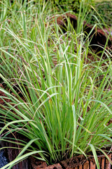 Lemongrass fresh garden in Thailand