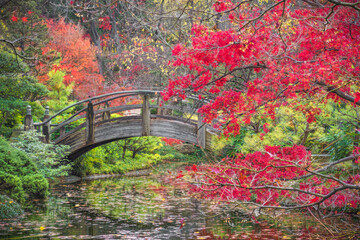 Fall Foliage in the Japanese Garden