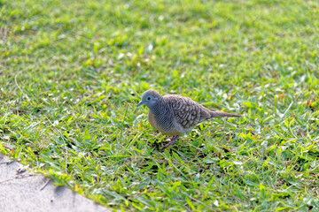 Thai dove in a public garden - Krabi - Thailand