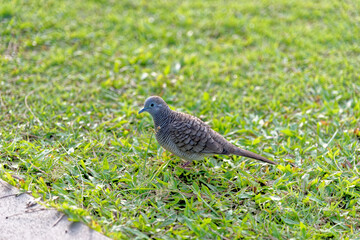 Thai dove in a public garden - Krabi - Thailand