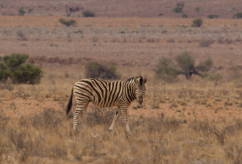 Fototapeta na wymiar Wilde Zebras in Namibia