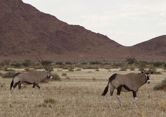 Gegend um Little Sossus Lodge in Namibia