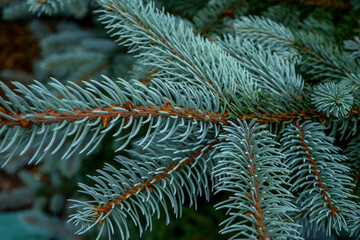 Blue fir tree branch. Winter mood, dark background.