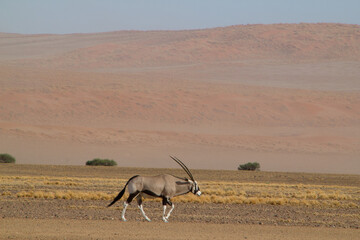 Fahrt zur Big Daddy Düne in Namibia nahe Deadvlei, dem Tal des Todes