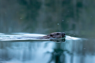 Beaver